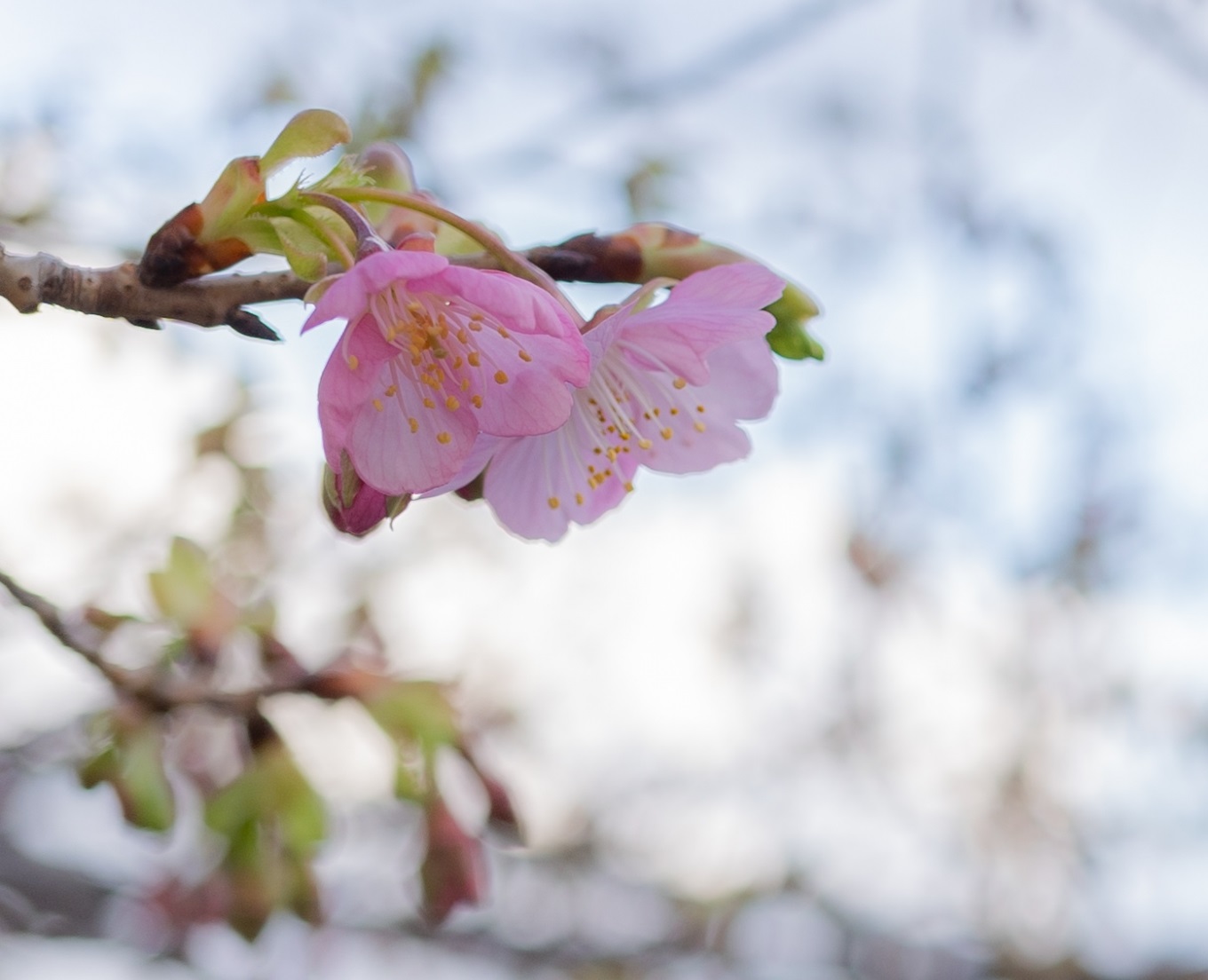 【スモークもくもく木曜日】花より燻製
