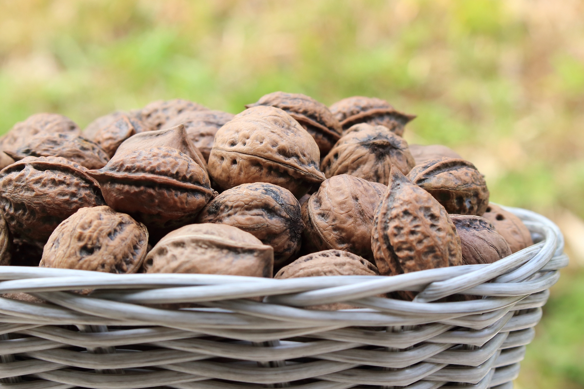 【スモークもくもく木曜日】クルミの日