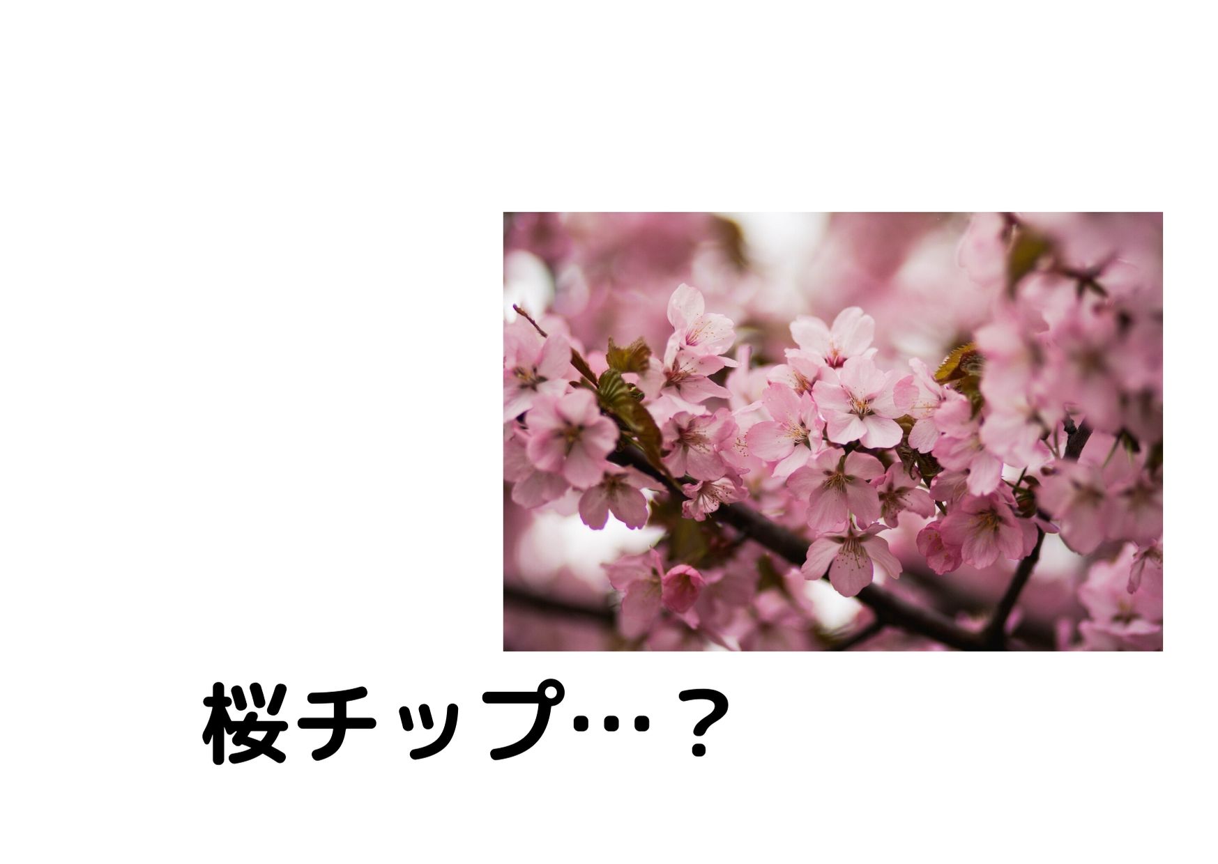 【スモークもくもく木曜日】桜チップ